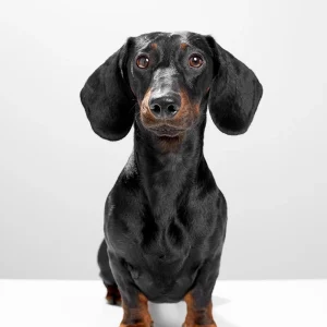 Gravírozható biléta - Tacskó